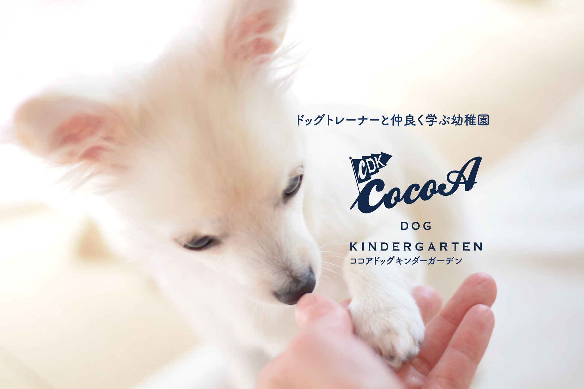 ドッグトレーナーと仲良く学ぶ幼稚園　CocoA DOG KINDERGARTEN